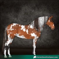 Horse Color:White Spotted Bay 