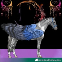 Horse Color:White Spotted Black Appaloosa 