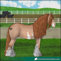 Horse Color:Chestnut Sabino 