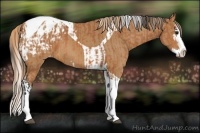 Horse Color:Bay Splash Tobiano Appaloosa  and Chestnut Splash Tobiano Appaloosa 