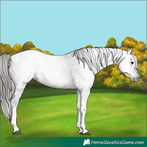Horse Color:Gray Brown Tobiano Varnish