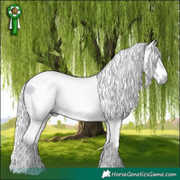 Horse Color:Gray White Spotted Buckskin Ice Pearl Appaloosa 
