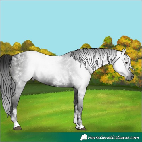 Horse Color:Gray Black Tobiano 