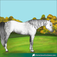 Horse Color:Gray Black Tobiano 