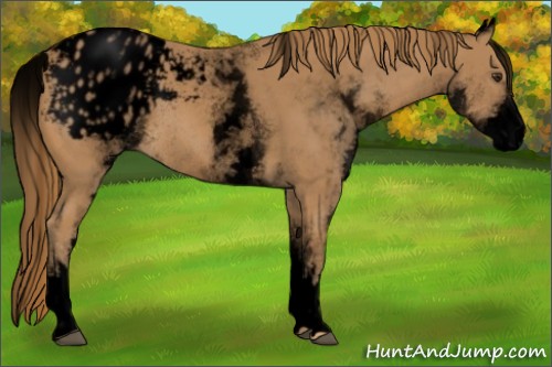 Horse Color:Void White Spotted Chestnut Blanket Rabicano 