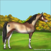 Horse Color:Bay Onyx Sabino 