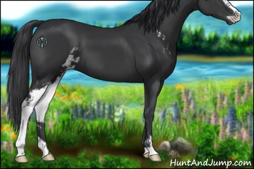 Horse Color:Black Sabino 