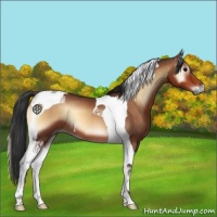 Horse Color:Bay Onyx Tobiano 