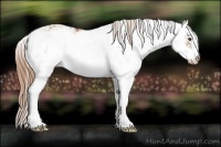 Horse Color:Chestnut Sabino