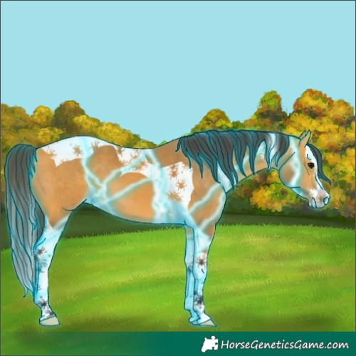 Horse Color:Thunderstruck Buckskin Splash Tobiano 