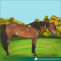 Horse Color:White Spotted Bay 