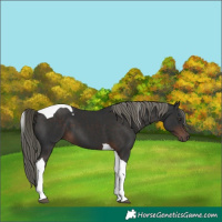 Horse Color:Liver Chestnut Mushroom Tobiano 