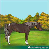 Horse Color:Liver Chestnut Mushroom Tobiano 