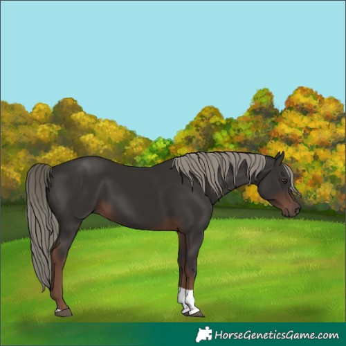 Horse Color:Liver Chestnut Mushroom Tobiano