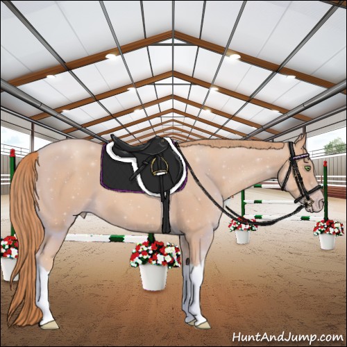 Horse Color:Gold Champagne 