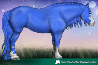 Horse Color:Watercolor Black