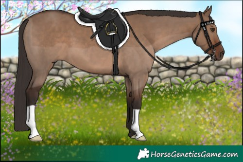 Horse Color:Liver Red Dun 