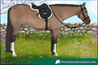 Horse Color:Liver Red Dun 