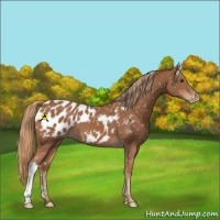 Horse Color:Chestnut Appaloosa 