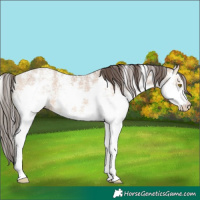 Horse Color:Amber Champagne Ice Sabino Splash 