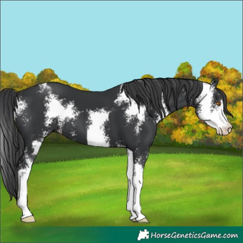 Horse Color:Black Sabino