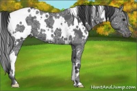 Horse Color:White Spotted Black Ice 