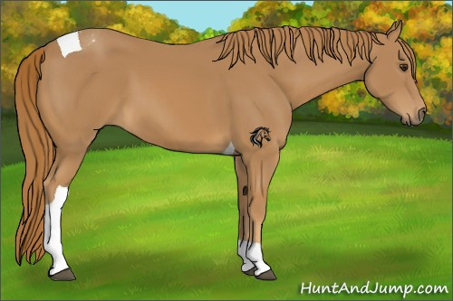 Horse Color:Chestnut Tobiano 