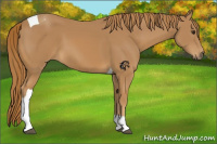 Horse Color:Chestnut Tobiano 