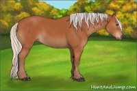 Horse Color:Silver Bay 