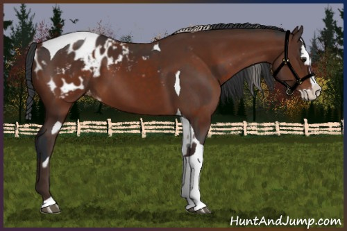 Horse Color:Brown Splash Tobiano Appaloosa  and Silver Brown Splash Tobiano Appaloosa 