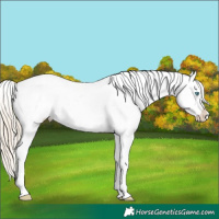 Horse Color:White Spotted Chocolate Palomino Pearl Appaloosa 