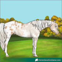 Horse Color:White Spotted Chocolate Palomino Pearl Blanket 