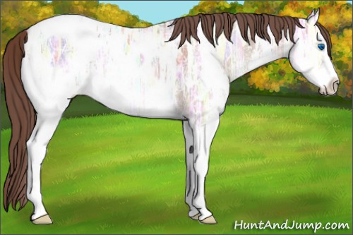 Horse Color:Sable Champagne Ice Sabino Splash Appaloosa 