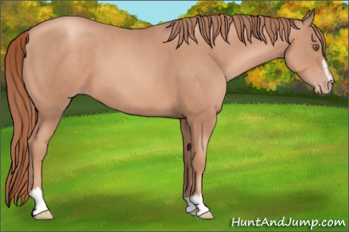 Horse Color:Gold Champagne Sabino 