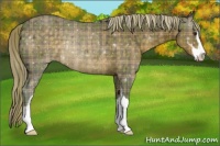 Horse Color:Plaid  Chocolate Palomino Sabino Rabicano 