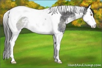 Horse Color:Buckskin Chinchilla Sabino Splash Tobiano 