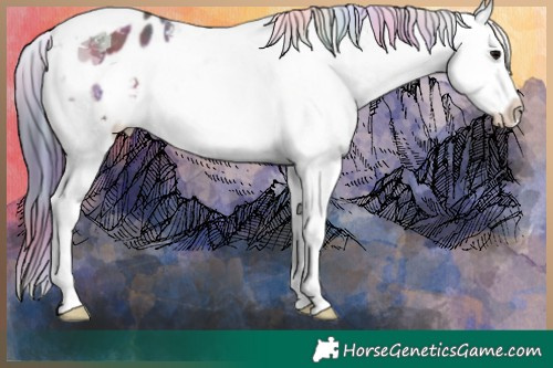 Horse Color:Nacre Bay Sabino Tobiano Appaloosa 