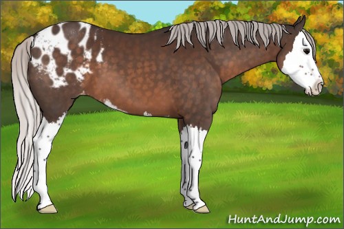 Horse Color:Silver Brown Sabino Splash Blanket 