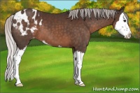 Horse Color:Silver Brown Sabino Splash Appaloosa 