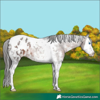 Horse Color:Bay Sabino Splash Tobiano Appaloosa 