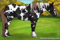 Horse Color:White Spotted Midnight Liver Chestnut Ice 