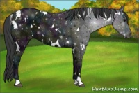 Horse Color:White Spotted Midnight Black Ice