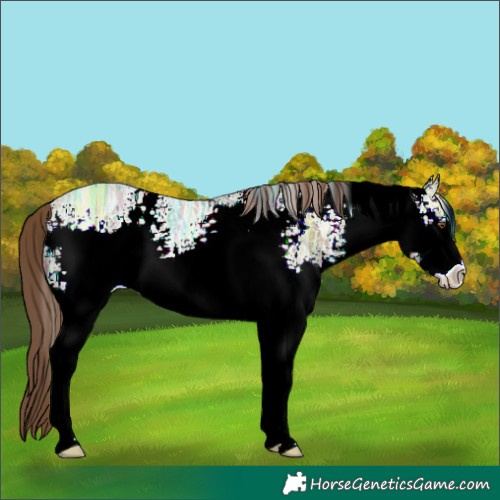 Horse Color:White Spotted Brown Ice Pearl Sabino 