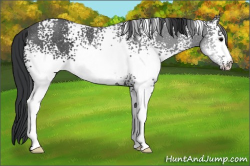 Horse Color:White Spotted Black Ice Rabicano 