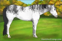 Horse Color:White Spotted Black Ice Rabicano 