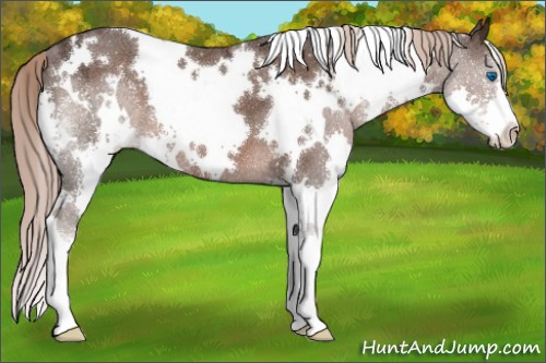 Horse Color:White Spotted Liver Chestnut Ice Splash