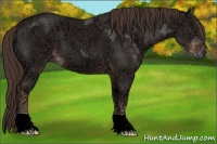 Horse Color:Liver Chestnut Ice 