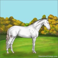Horse Color:White Spotted Liver Chestnut Rabicano 