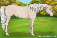 Horse Color:Cremello Roan Snowflake Varnish