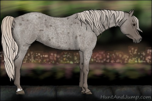 Horse Color:Silver Blue Roan